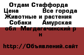 Отдам Стаффорда › Цена ­ 2 000 - Все города Животные и растения » Собаки   . Амурская обл.,Магдагачинский р-н